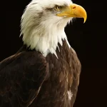 77076259